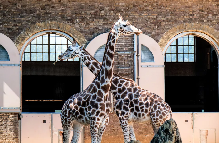 Giraffen im Londoner Zoo