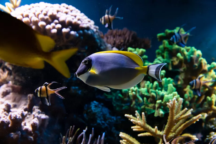 Aquarium im Londoner Zoo