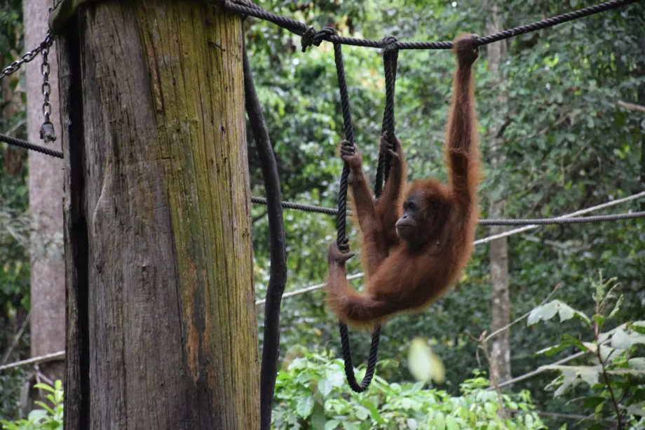 Organgtan Rehabilitationszentrum in Sepiloku, Sabah, Borneo