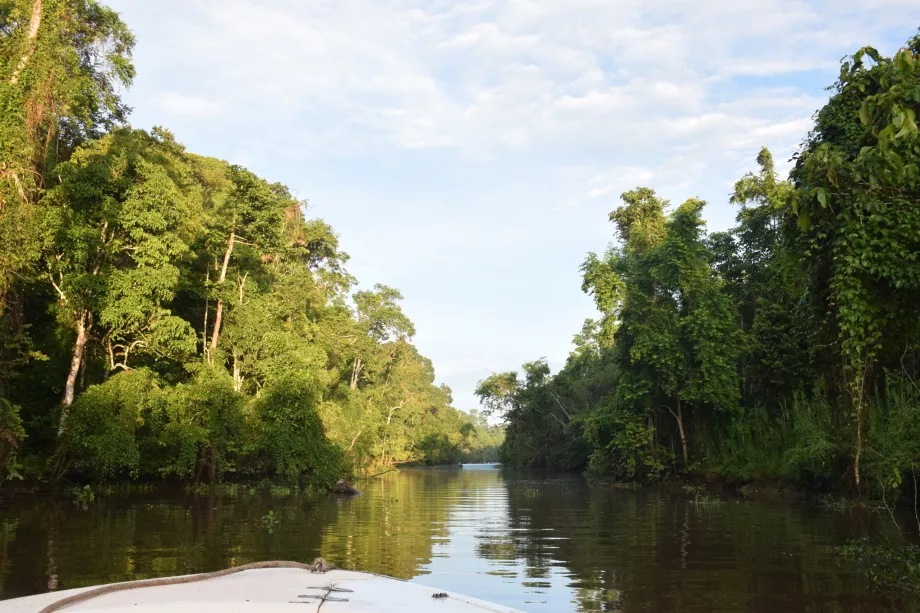 Fluss-Safari auf dem Kinabatangan-Fluss, Sabah, Borneo