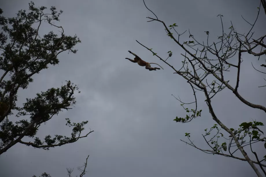 Kinabatangan-Fluss, Sabah, Borneo