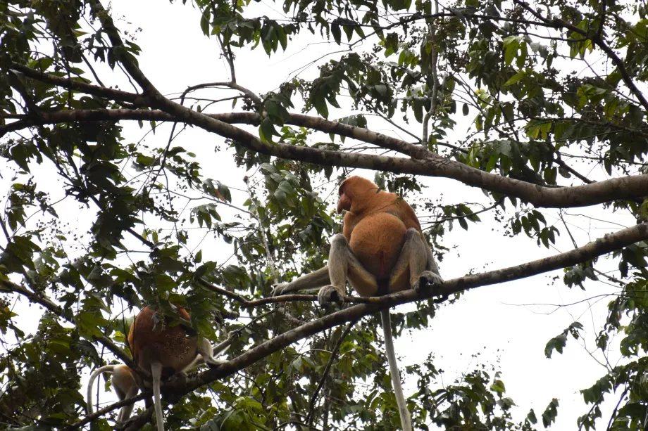 Klias Feuchtgebiete, Sabah, Borneo