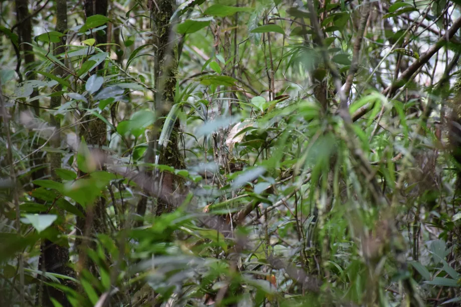 Maliau-Flusseinzugsgebiet, Sabah, Borneo