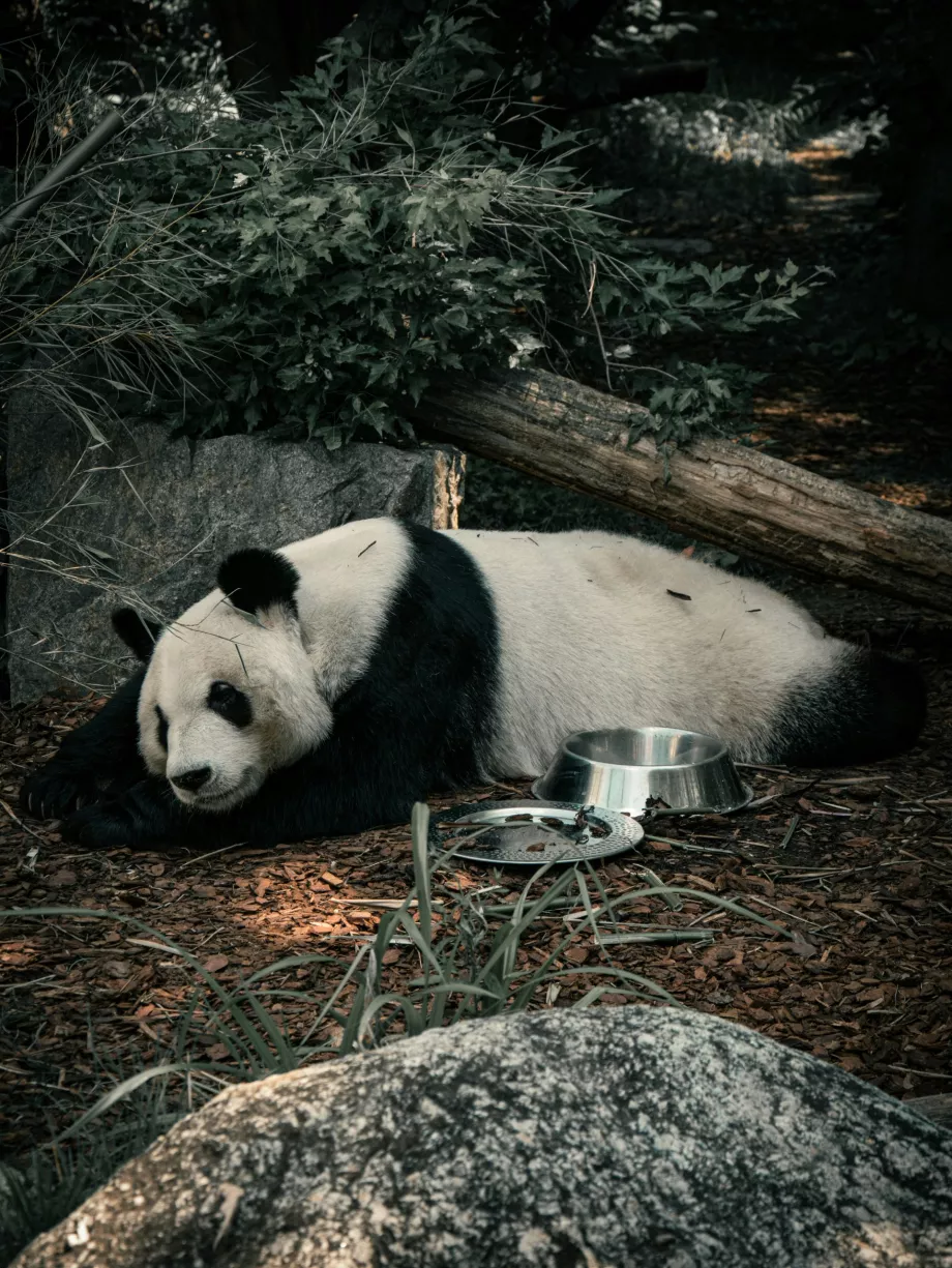 Großer Panda im Wiener Zoo