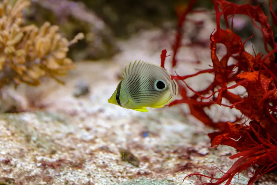 Shedd-Aquarium