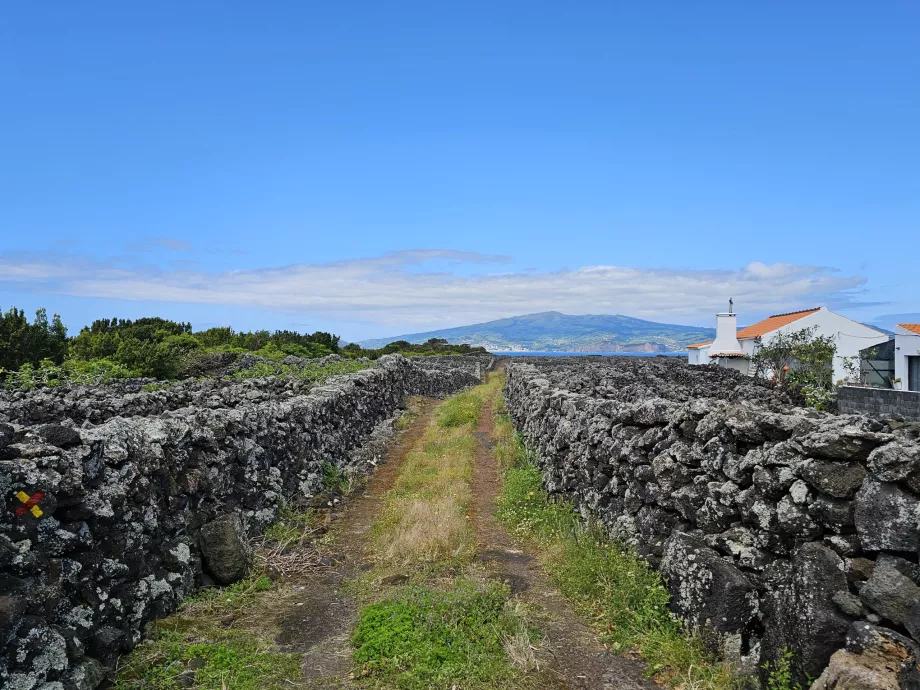 Wanderweg durch die Weinberge von Criacao Velha