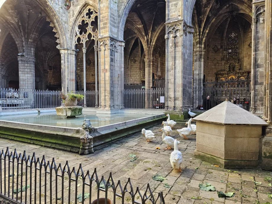 Kathedrale von Barcelona, Innenhof