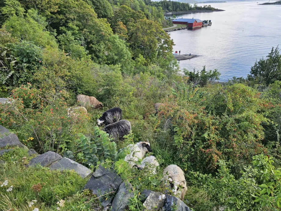 Tiere auf der Insel Hovedoya