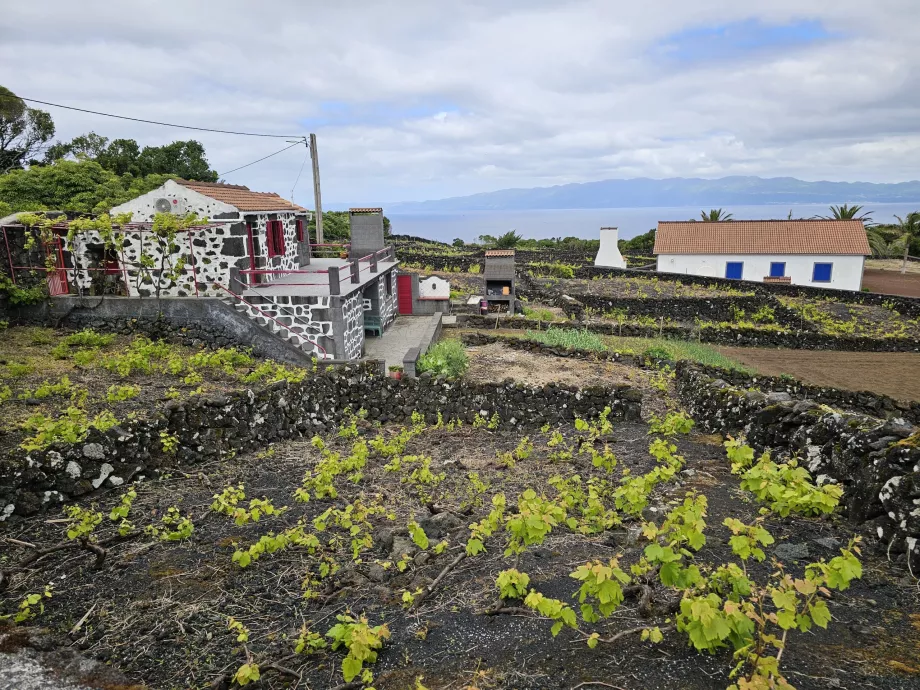 Lava-Weinberge, Ribeirinha