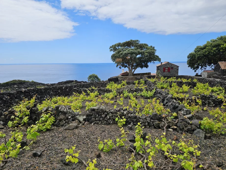 Lava Weinberge