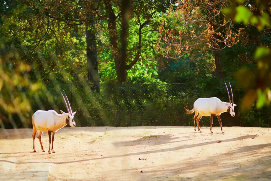 Zoo im Jardin des Plantes