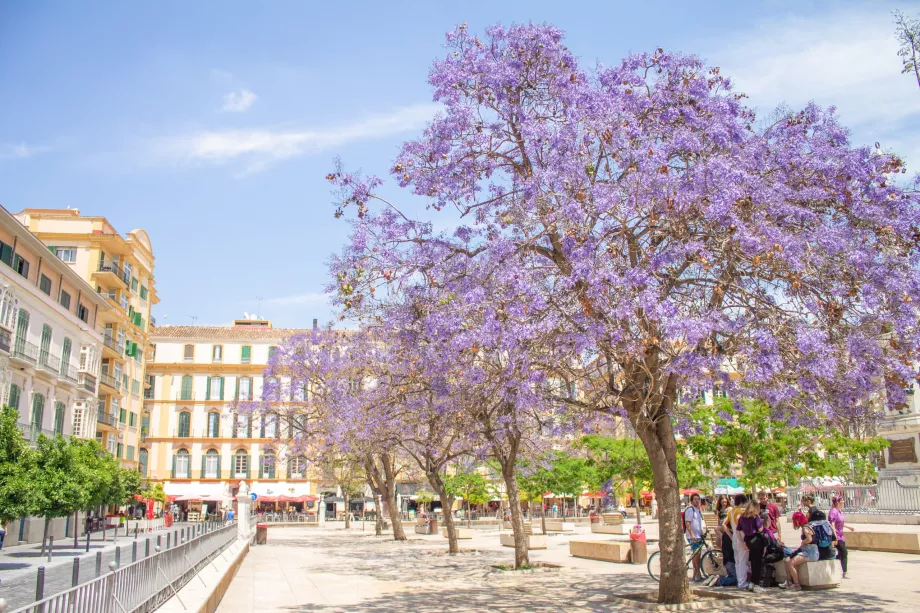 Jacaranda-Bäume