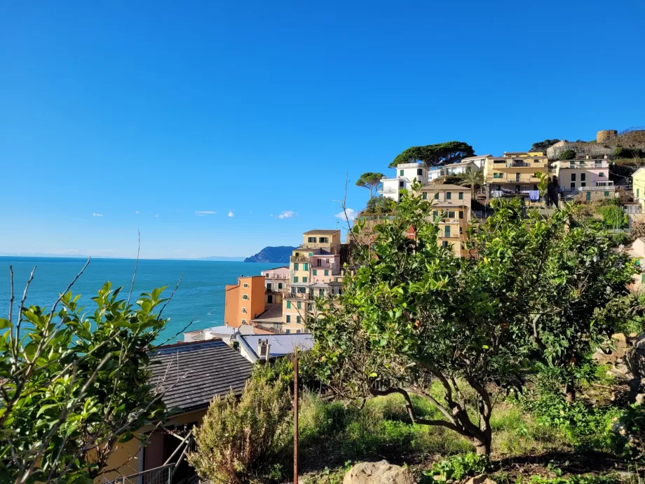 Orangenbäume in Riomaggiore