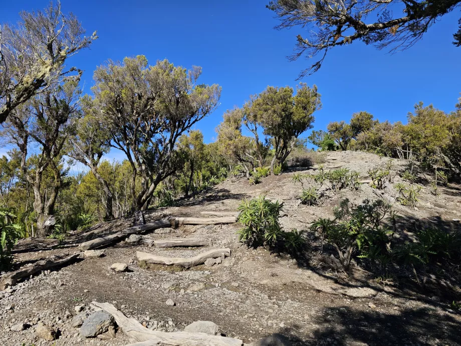 Der Weg zum Alto de Garajonay