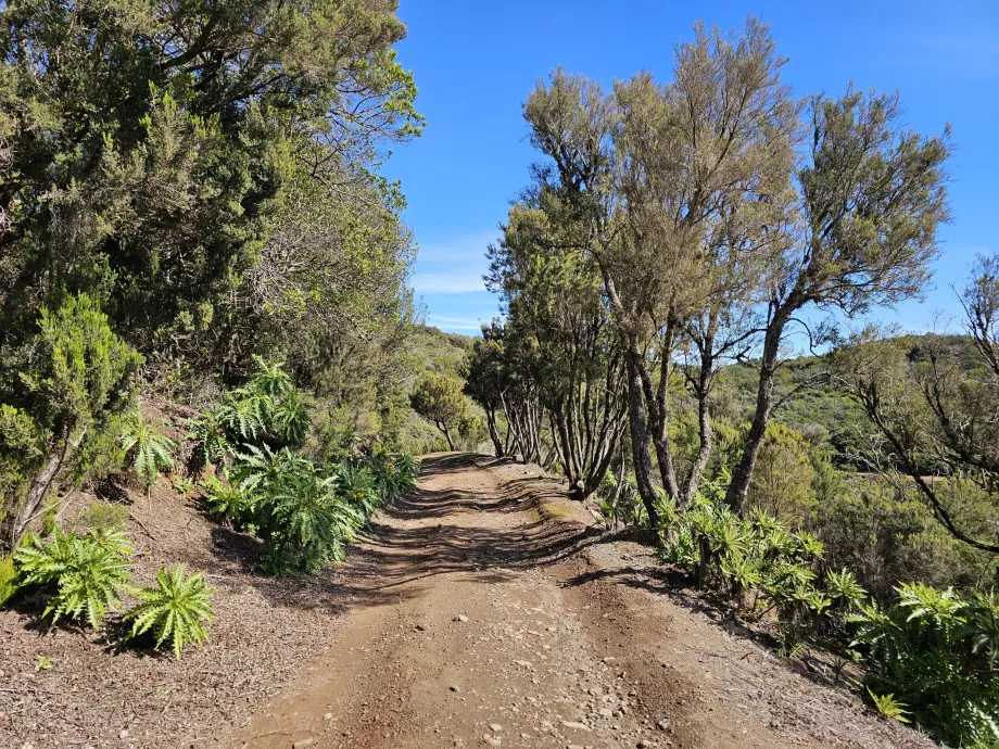 Variante der Route nach Alto de Garajonay