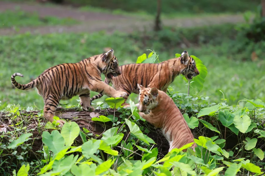 Ragunan-Zoo