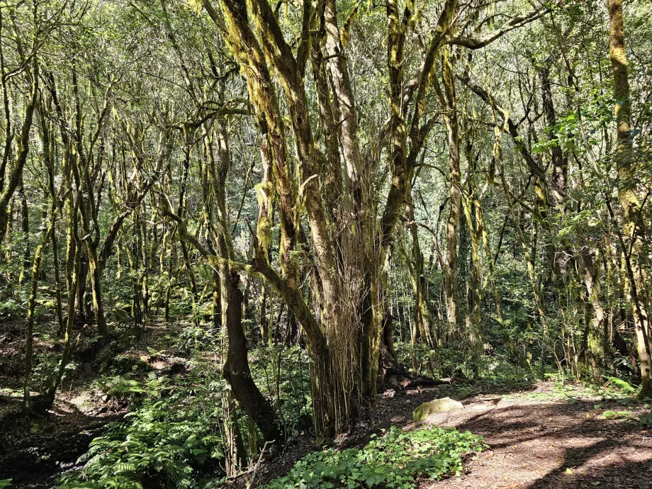 Die Wälder um El Cedro