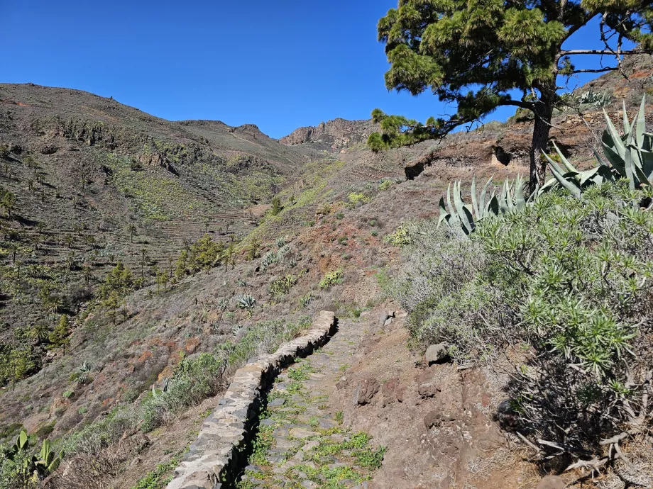 Der Weg zum Drago de Alagán