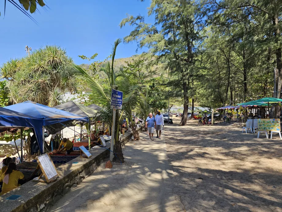 Kiefern am Strand von Nai Harn