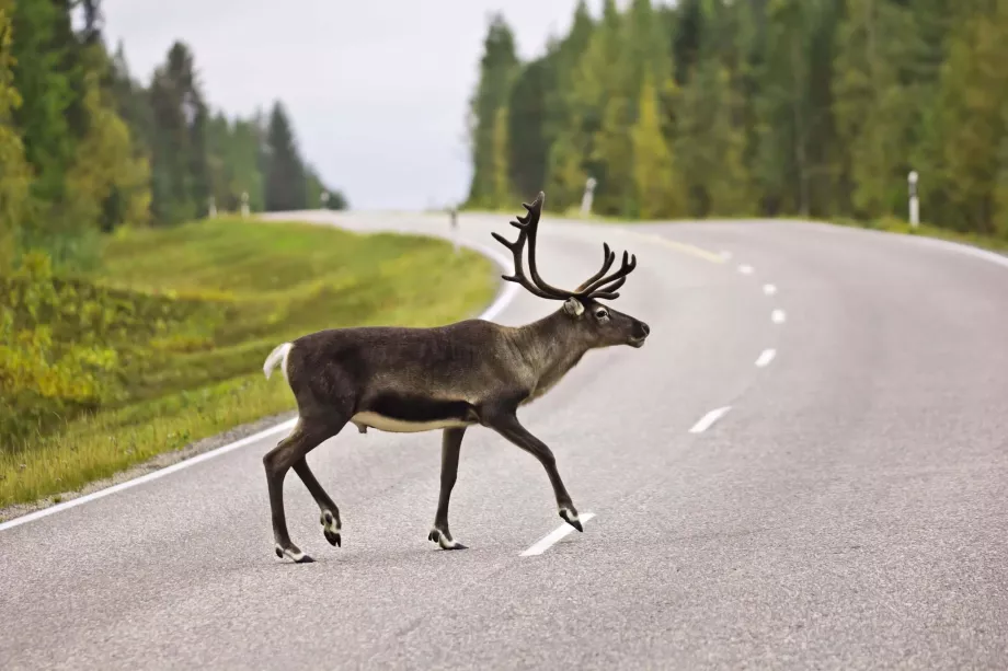 Rentiere auf der anderen Straßenseite