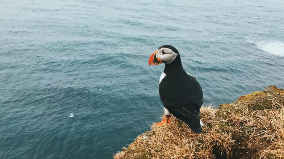 Papuchalk auf Látrabjarg