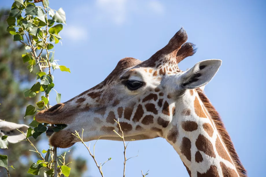 Giraffe im Tiergarten Schönbrunn