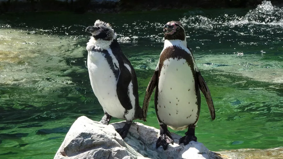 Pinguin im Tiergarten Schönbrunn