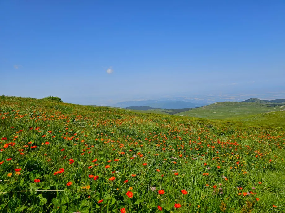 Wiesen im Vitosha-Gebirge