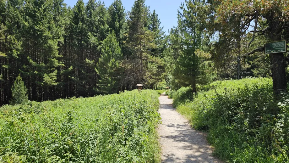 Wälder in den tieferen Lagen des Vitosha-Gebirges