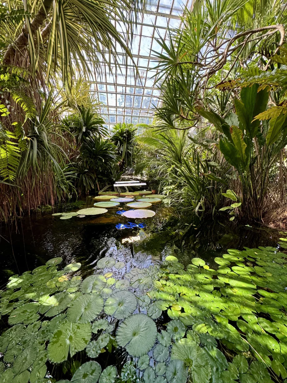 Teich im Palmenhaus