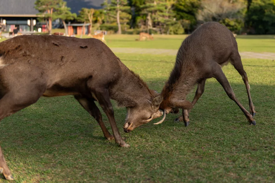 Nara-Park