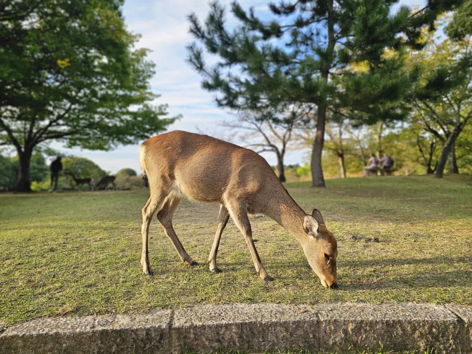 Nara-Park