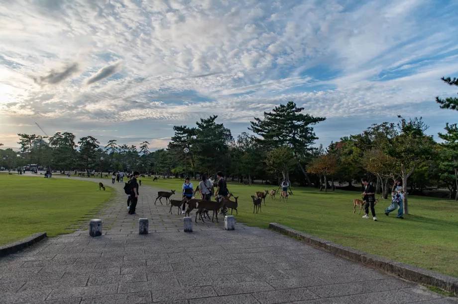 Nara-Park