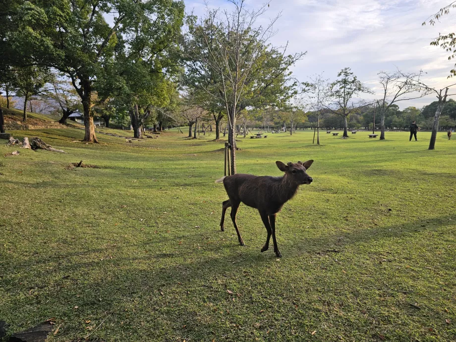 Nara-Park