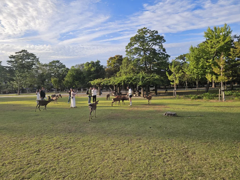 Nara-Park