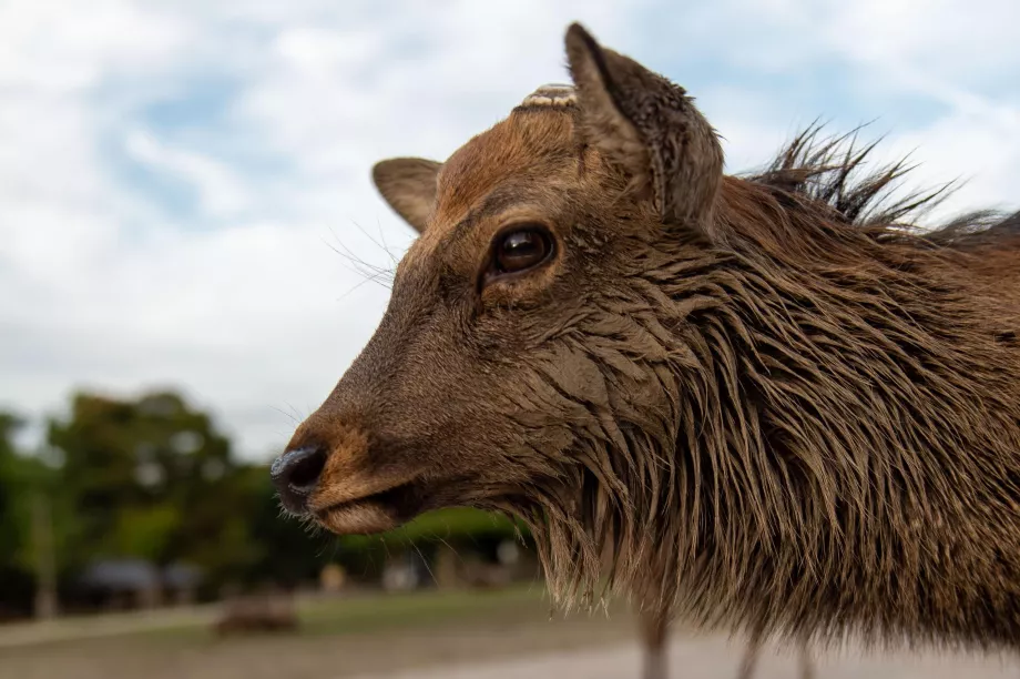 Nara-Park