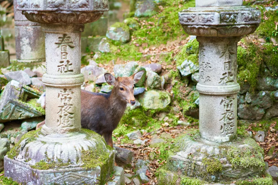 Kasuga-Taisha