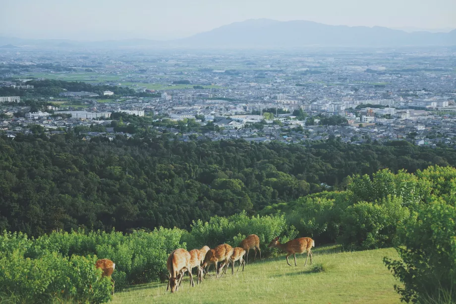 Blick vom Nara-Park