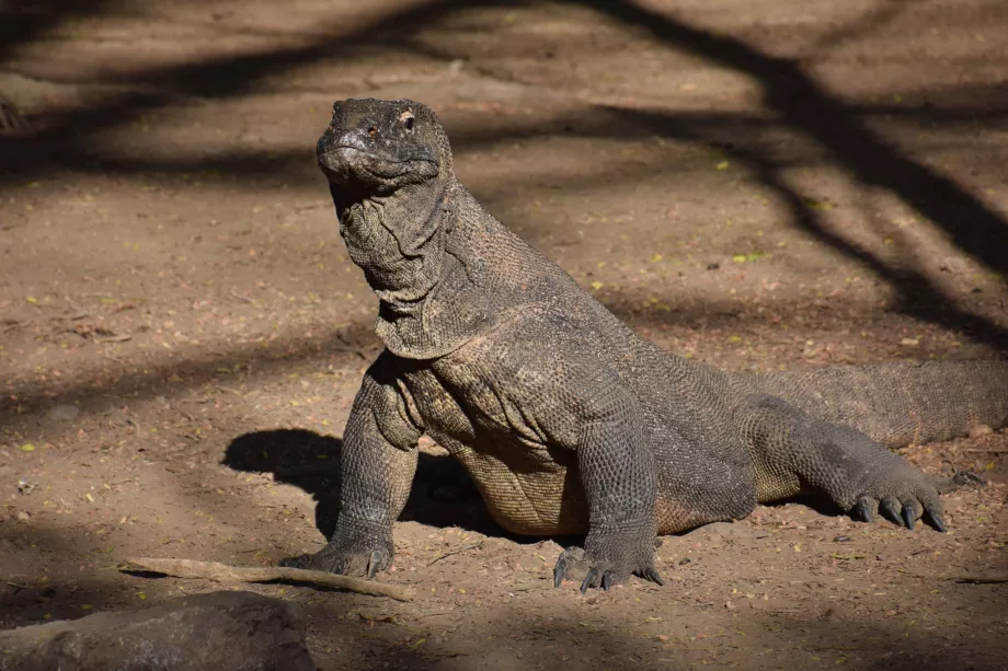 Insel Komodo, Komodo-Inseln, Indonesien