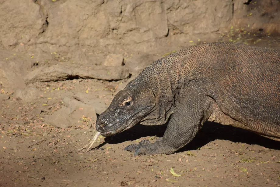 Komodowaran, Komodo-Inseln, Indonesien