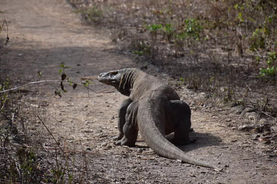 Varan-Komodo, Komodo-Inseln, Indonesien