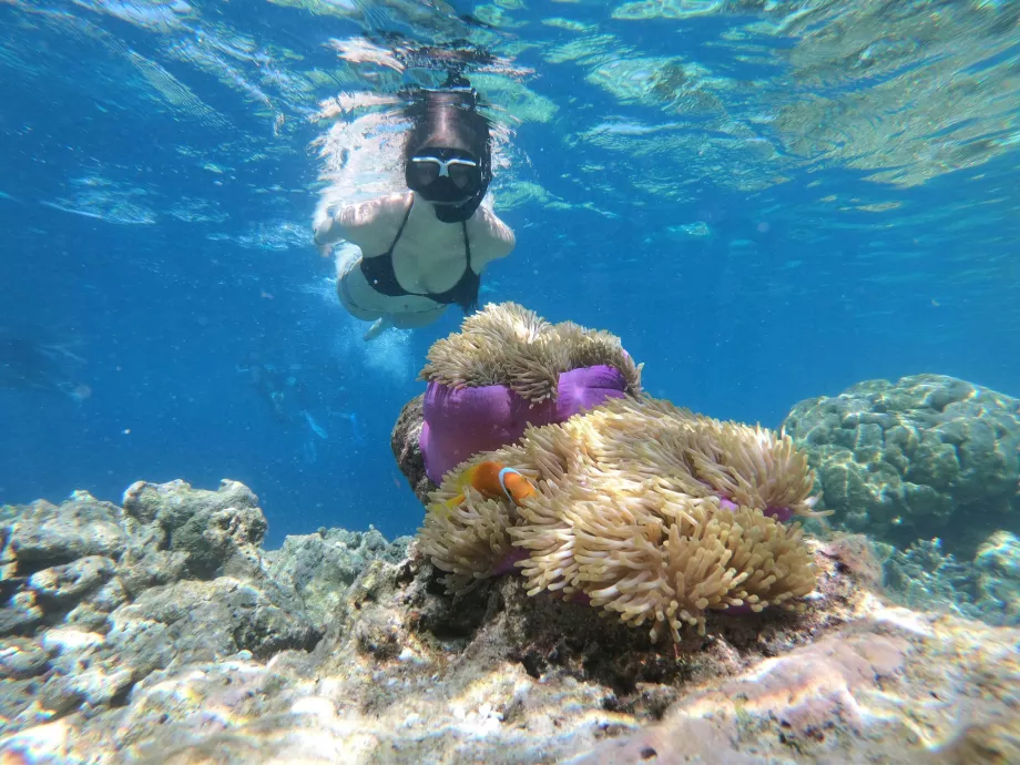 Manjerite Point, Komodo-Inseln, Indonesien