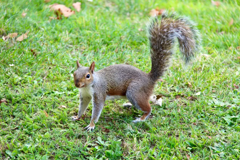 Eichhörnchen Hyde Park