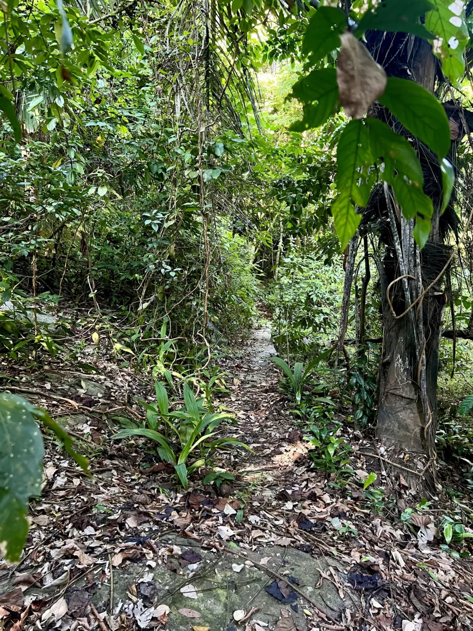 Paya-Wanderung nach Genting, Tioman