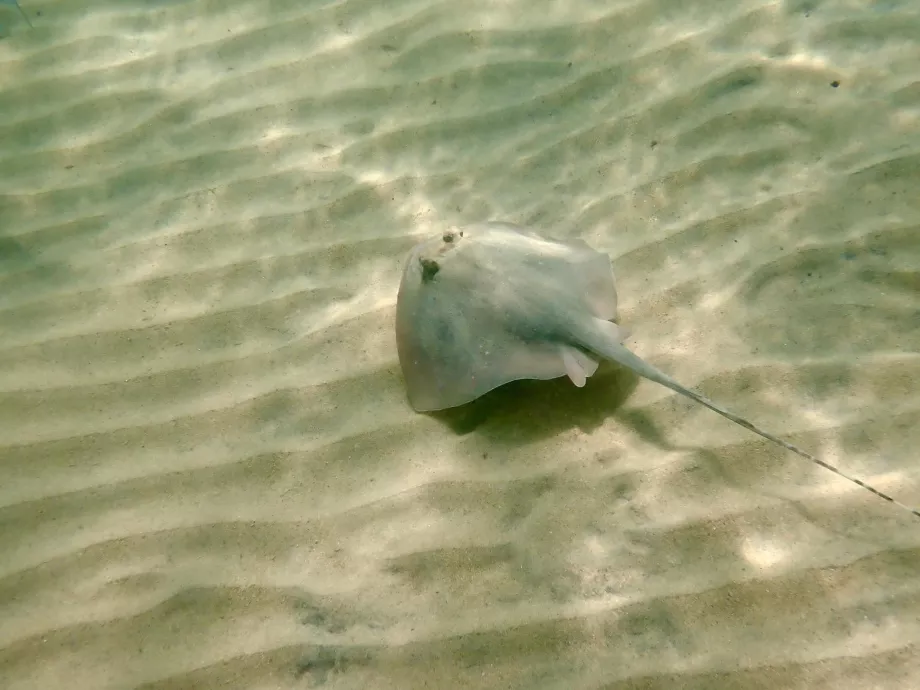 Schnorcheln auf Tioman