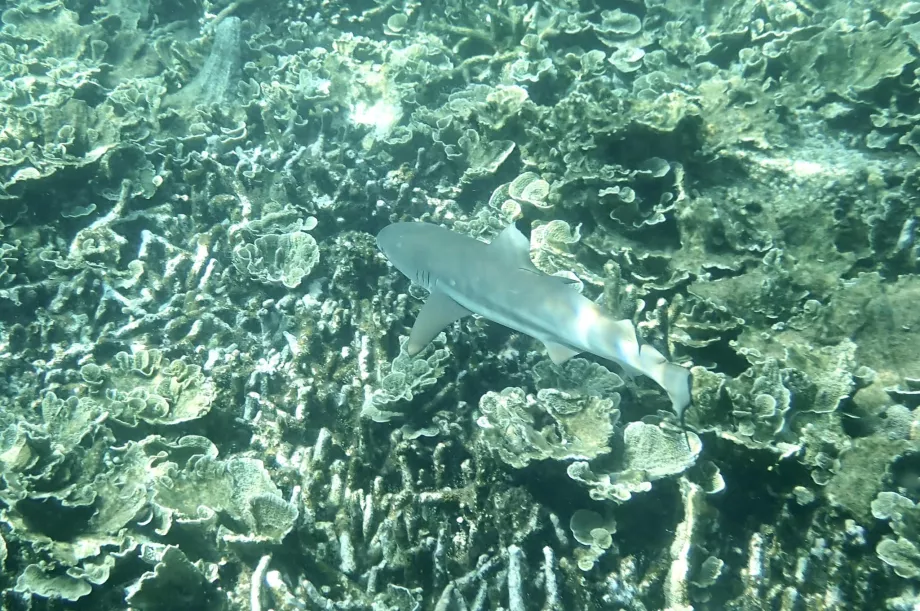 Schnorcheln auf Tioman und ein Hai