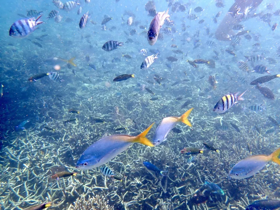 Schnorcheln auf Tioman und Fische