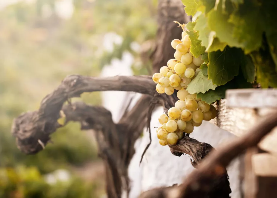 Weinmuseum Santorin